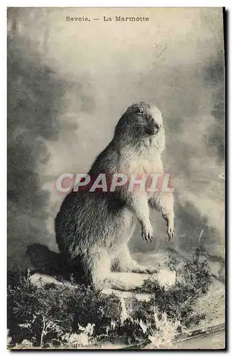 Ansichtskarte AK Savoie Marmotte