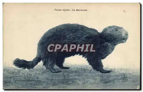 Cartes postales Faune alpine La marmotte