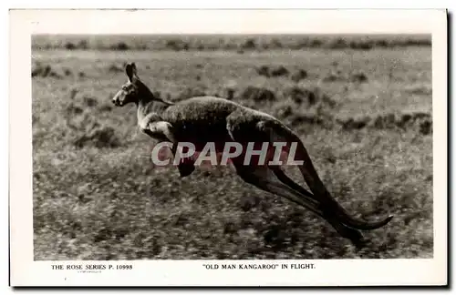 Moderne Karte Kangaroo in flight