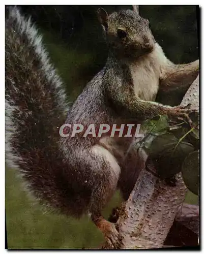 Cartes postalesM Squirrel Ecureuil