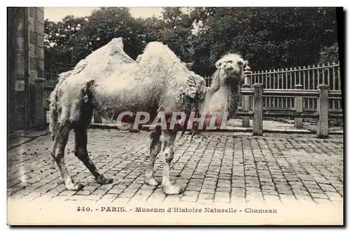 Cartes postales Paris Museum d&#39Histoire Naturelle Chameau