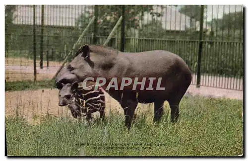 Ansichtskarte AK New York zoological Park South American Tapir