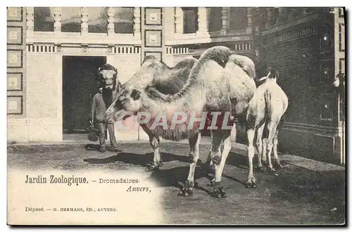 Cartes postales Jardin zoologique Dromadaires Anvers