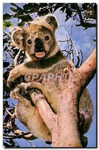 Cartes postales moderne Koala