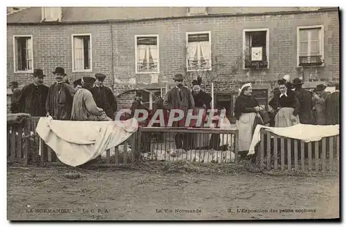 Cartes postales Folklore Normandie La vie Normande L&#39exposition des petits cochons TOP