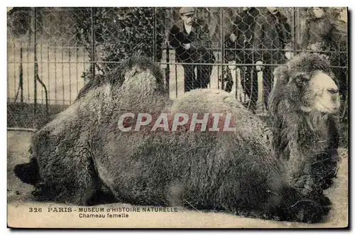 Cartes postales Paris Museum d&#39Histoire Naturelle Chameau femelle