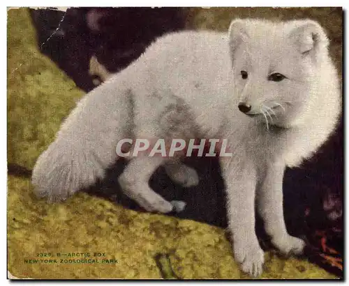 Cartes postales Artic Fox New York Zoological Park