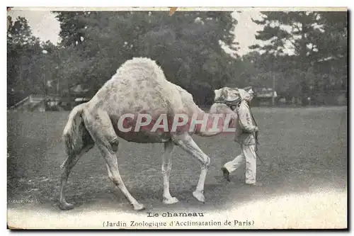 Cartes postales Le chameau Jardin zoologique d&#39acclimation de Paris