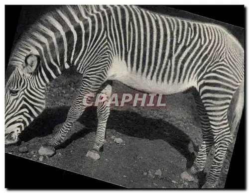 Ansichtskarte AK Un zebre de Grevy Vincennes Zoo