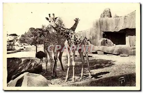 Cartes postales Paris Jardin zoologique de Vincennes Giraffes et Autruches