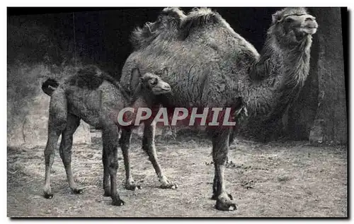 Ansichtskarte AK Vincennes Zoo Chameau de la Bactriane et son petit