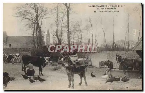 Cartes postales Folklore Normandie Une cour de erme Ane Mule Vache Cheval