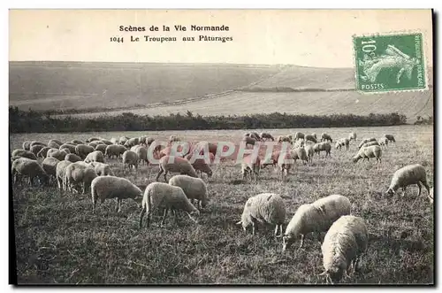 Ansichtskarte AK Folklore Normandie Le troupeau aux paturages Moutons