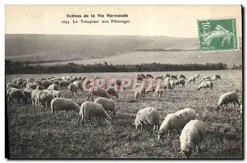 Cartes postales Folklore Normandie Le troupeau aux paturages Moutons