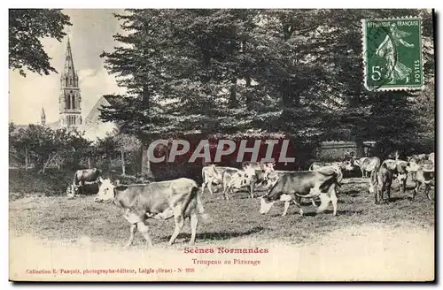 Cartes postales Folklore Vaches Troupeau au paturage Normandie