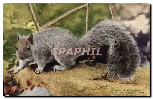 Cartes postales moderne New York Zoological Park Squirrel Ecureuil