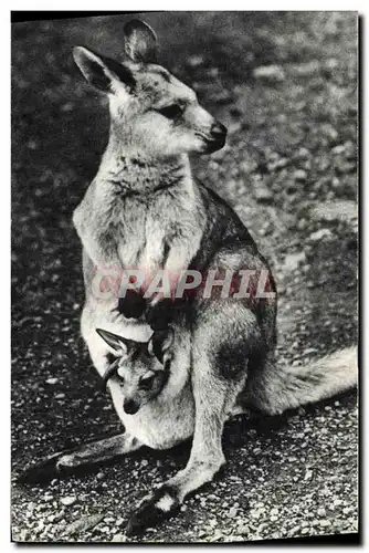 Cartes postales Femelle kangourou et son petit