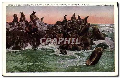 Cartes postales Seals on the rocks near Cliff House San Francisco California Phoques