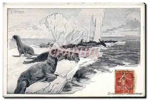 Cartes postales L'otarie