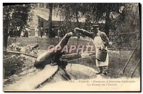 Cartes postales Paris Museum d&#39Histoire Naturelle Le repas de l&#39otarie