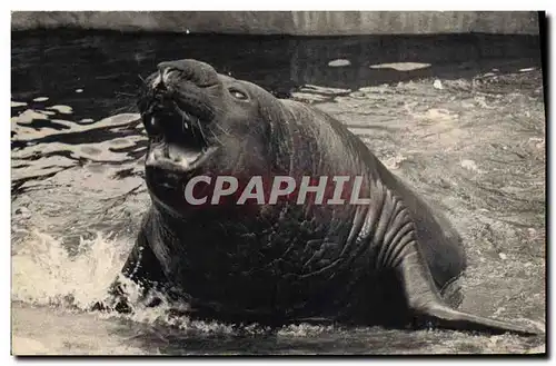 Cartes postales Parc Zoologique de Vincennes Elephant de mer Paris