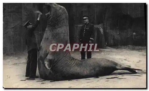 Cartes postales Vincennes Paris Zoo Le repas de l&#39elephant de mer