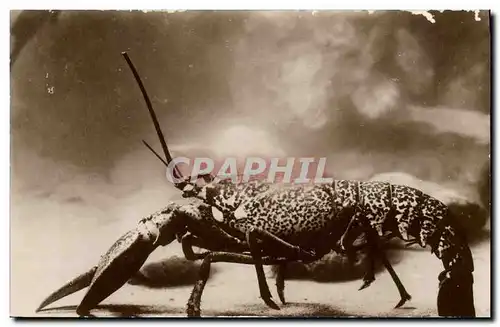 Ansichtskarte AK Station oceanographique de Salammbo Homard