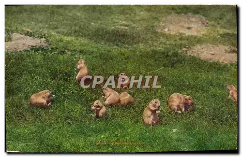 Cartes postales New York Zoological Park Praire dogs