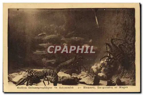 Ansichtskarte AK Carthage Station oceanographique de Salammbo Homard Langoustes et Muges