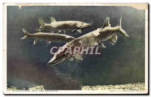 Cartes postales Muskallunge Norhtern United States and Canada Largest Pike family