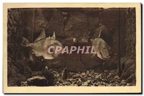 Cartes postales Station oceanographique de Salammbo