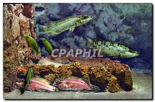 Cartes postales Poisson Poissons Aquarium de Monaco Vieilles Rouquiers