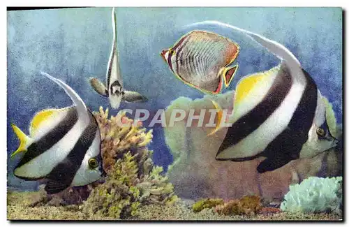 Ansichtskarte AK Poisson Poissons Aquarium de Monaco Heniochus Macrolepidotus Chaetodon Esp