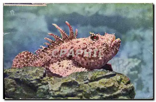 Cartes postales Poisson Poissons Aquarium de Monaco