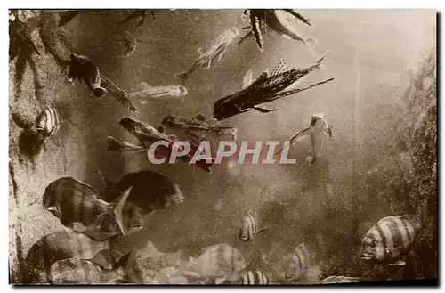 Cartes postales Poisson Poissons Salammbo Aquarum Dactylopteres volants et Sars Royaux