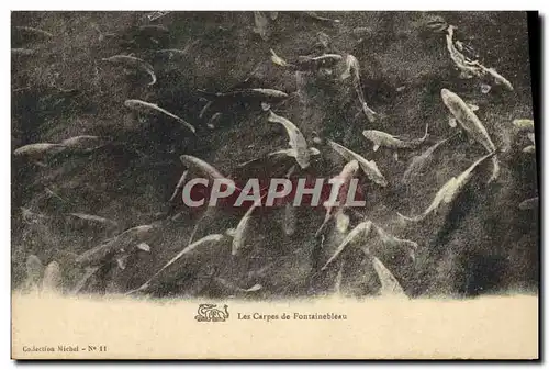 Ansichtskarte AK Poisson Poissons Les carpes de Fontainebleau