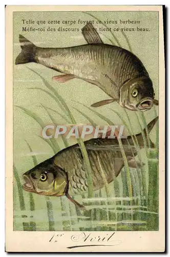 Ansichtskarte AK Poisson Poissons Carpe Barbeau