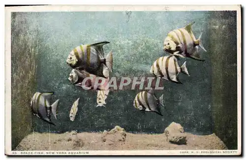 Cartes postales Poisson Poissons Spade Fish New York Aquarium