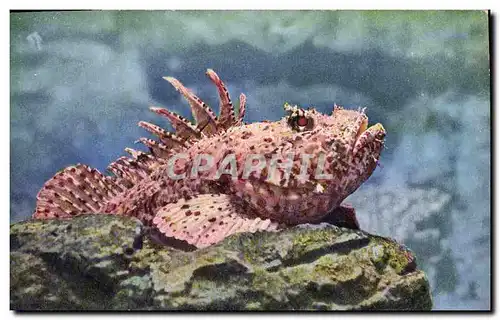 Cartes postales Poisson Poissons Aquarium de Monaco Rascasse