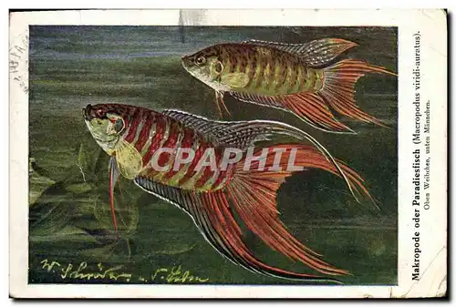 Cartes postales Poisson Poissons Makropode oder Paradiesfisch Macropolus Viridi auratus