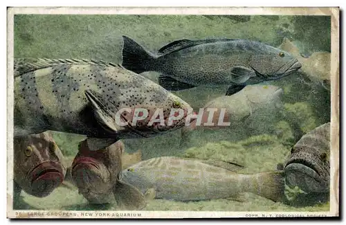 Cartes postales Poisson Poissons Large groupers New York aquarium