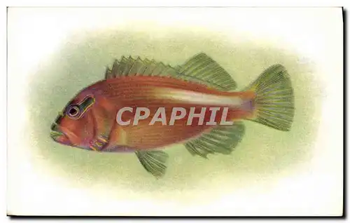 Cartes postales Poisson Poissons Steinhart Aquarium Califorrnia Academy of Science San Francisco Pilikoa Paracir