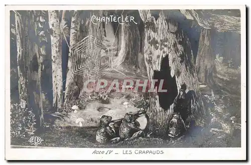 Cartes postales Theatre Edmond Rostand Chantecler Les crapauds Grenouille