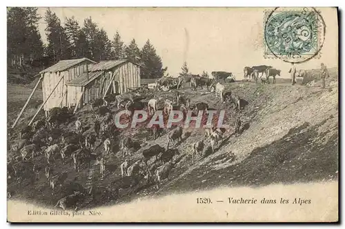 Cartes postales Vache Vaches Vacherie dans les Alpes Vache Vaches