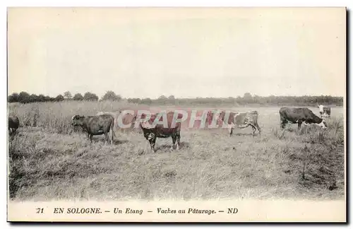 Cartes postales Vache Vaches En Sologne Un etang Vaches au paturage