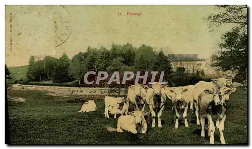 Cartes postales Vache Vaches Paturage