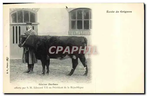 Cartes postales Vache Vaches Ecole de Grignon Genisse Durham offerte par SM Edouard VII au President de la Repub