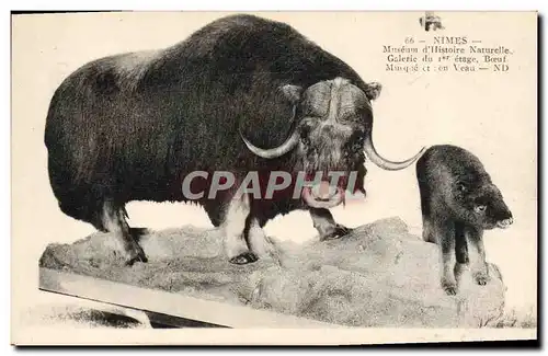 Cartes postales Nimes Museum d&#39histoire Naurelle Boeuf Musque et son veau