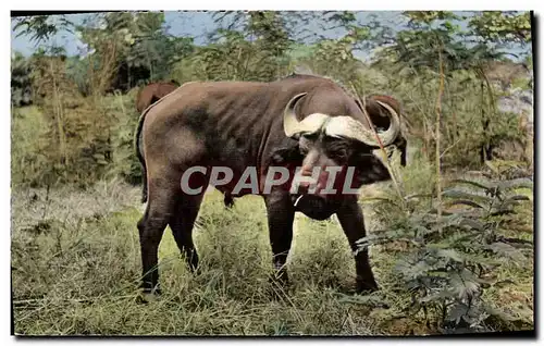 Cartes postales Faune africain Buffle noir du Cap