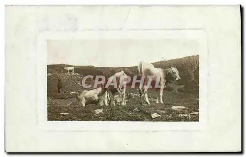 Cartes postales Vache Vaches